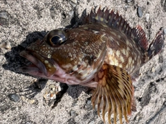 カサゴの釣果