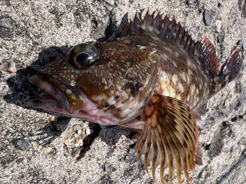 カサゴの釣果