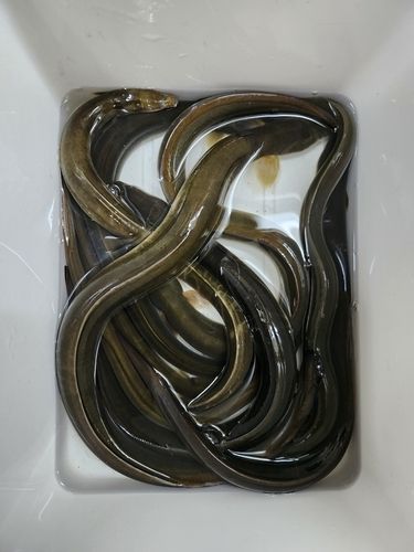 ウナギの釣果