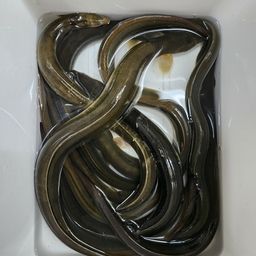 ウナギ