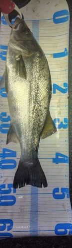 フッコ（ヒラスズキ）の釣果