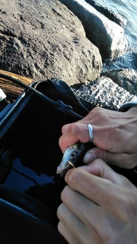 シロギスの釣果