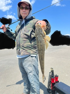 マゴチの釣果