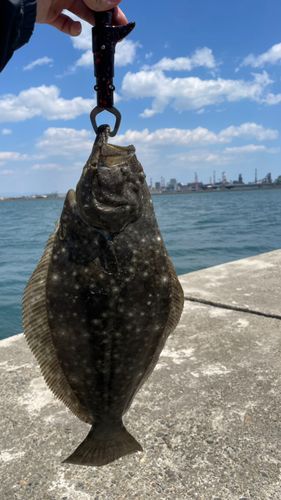 ヒラメの釣果