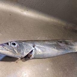タチウオ
