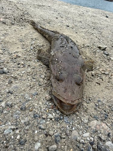 ワニゴチの釣果