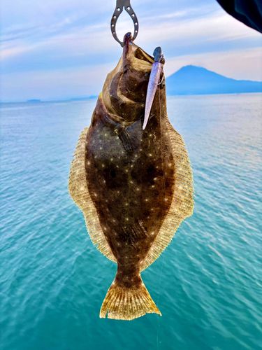 ヒラメの釣果