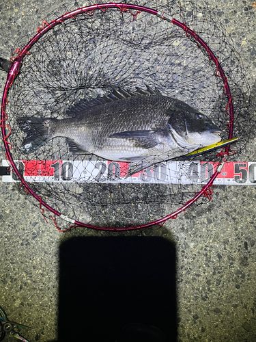 チヌの釣果