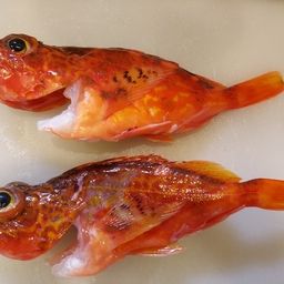 アヤメカサゴ