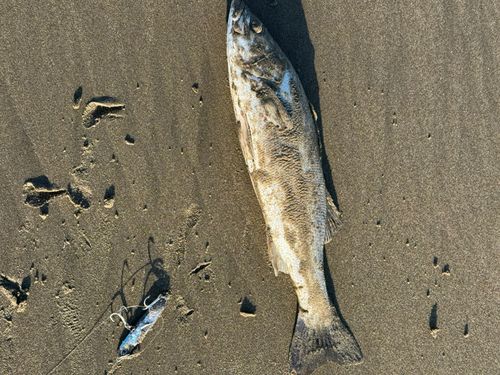 セイゴ（マルスズキ）の釣果