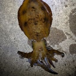 アオリイカ