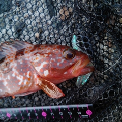キジハタの釣果
