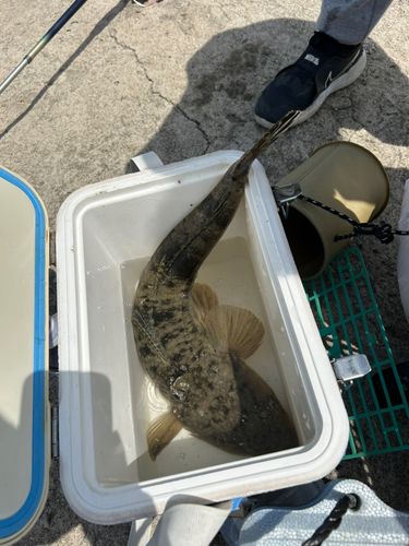 マゴチの釣果