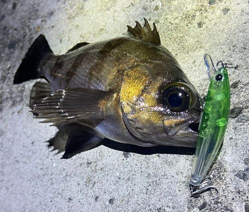 メバルの釣果