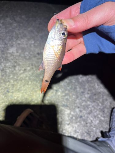 ネンブツダイの釣果