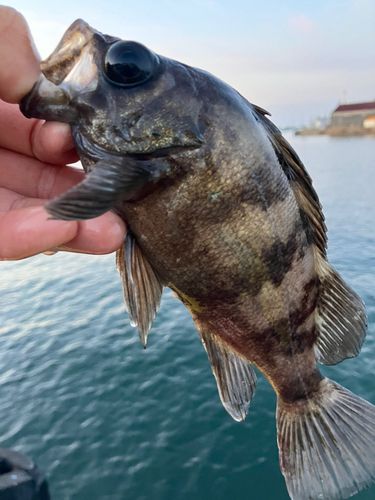 シロメバルの釣果