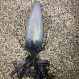 アオリイカ