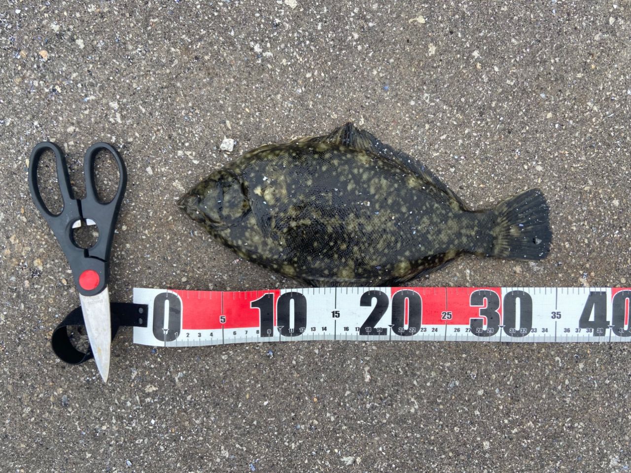 クロガシラガレイ