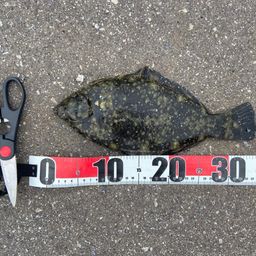 クロガシラガレイ