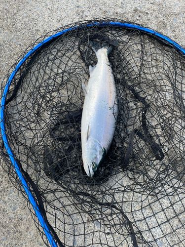 サクラマスの釣果