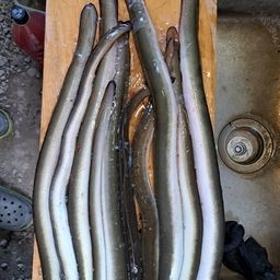 ニホンウナギ
