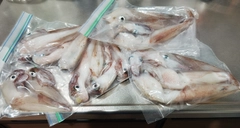 ヤリイカの釣果