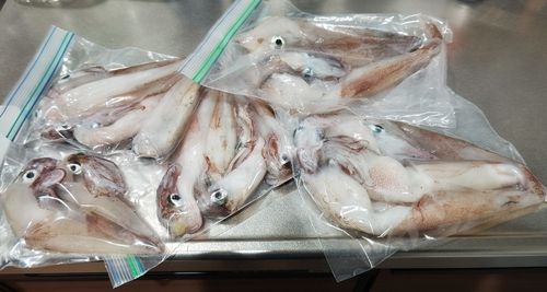 ヤリイカの釣果