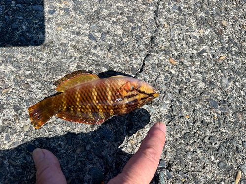 ベラの釣果