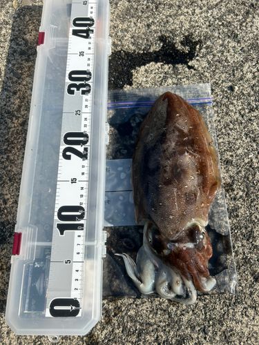 コウイカの釣果