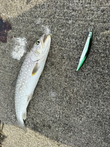 アメマスの釣果
