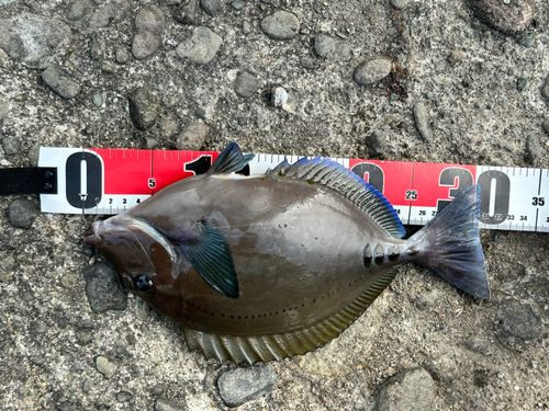 サンノジの釣果