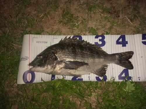 クロダイの釣果