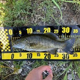 スモールマウスバス