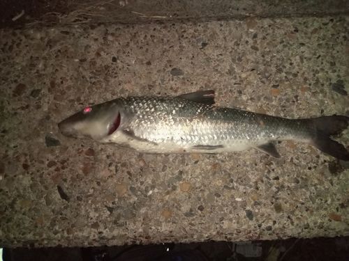 ニゴイの釣果