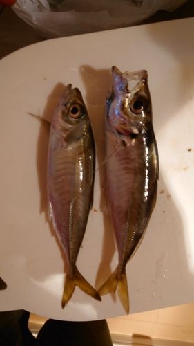アジ