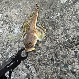 ツマグロカジカ