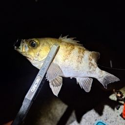 メバル