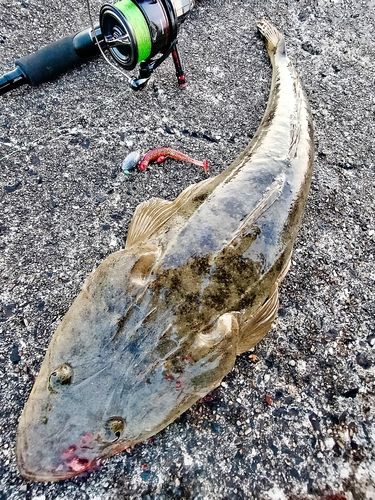マゴチの釣果