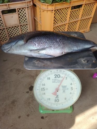 クチブトグレの釣果