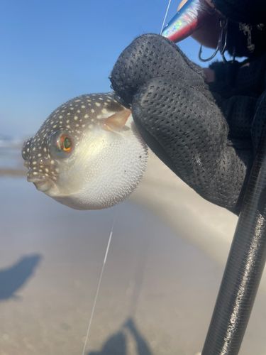 フグの釣果