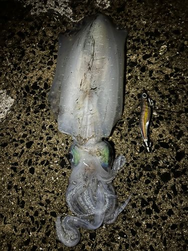 アオリイカの釣果