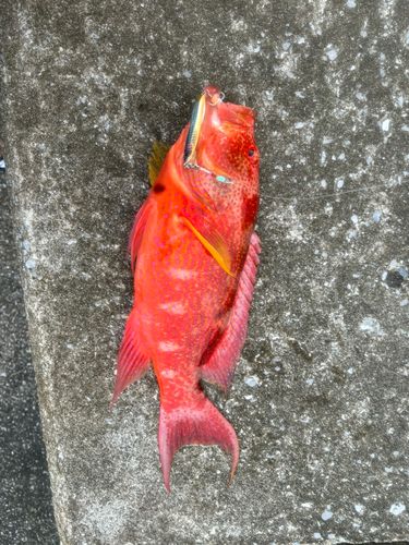 オジロバラハタの釣果