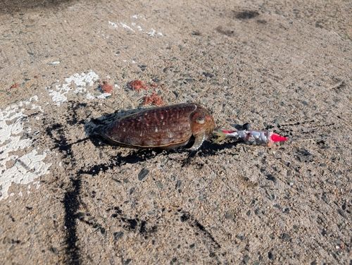 コウイカの釣果