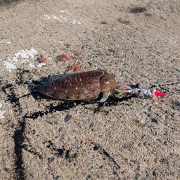 コウイカ
