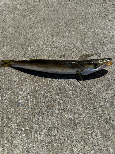 カマスの釣果