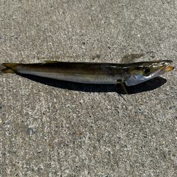 カマス