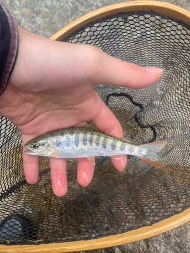アマゴの釣果
