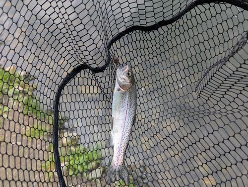 ニジマスの釣果