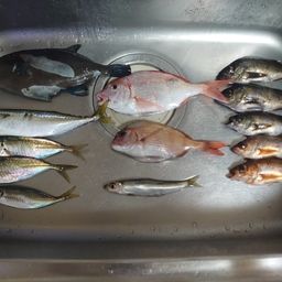 アジ