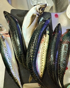 マサバの釣果